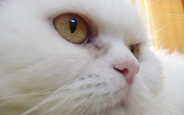 White cat yellow eye macro free wallpaper - medium preview image