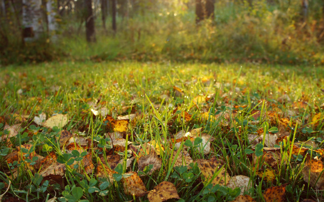 Autumn leaves grass forest nature free wallpaper - medium preview image