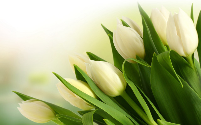 White tulips green leaves table free wallpaper - medium preview image