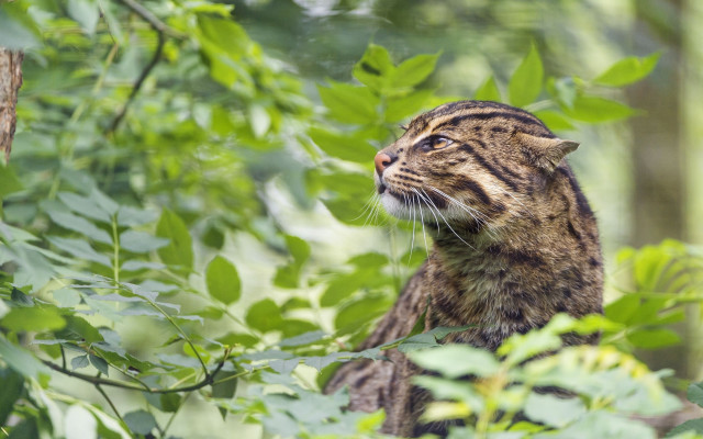Cat branch jungle blurry nature free wallpaper - medium preview image