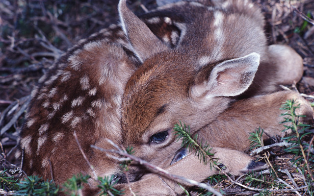 Small deer grass field forest free wallpaper - medium preview image
