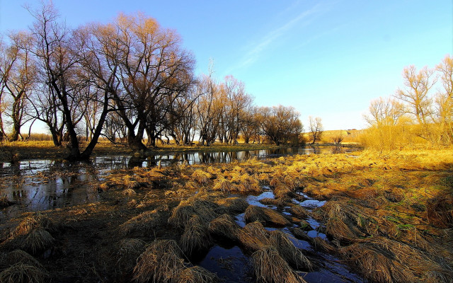 River trees grassy bushes autumn free wallpaper - medium preview image