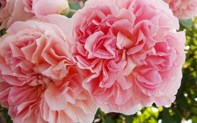 Pink roses vase table leaves free wallpaper - medium preview image