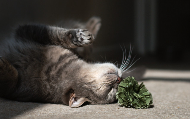 Cat broccoli laying blurry realistic free wallpaper - medium preview image