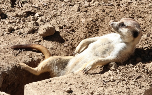 Small animal laying on dirt free wallpaper - medium preview image