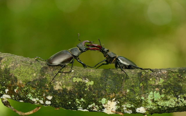 Bugs fighting macro award winning free wallpaper - medium preview image