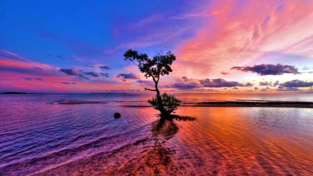 Tree water beach sunset mystical free wallpaper - medium preview image