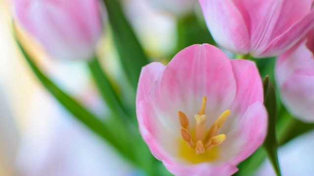 Pink flowers green stems macro free wallpaper - medium preview image