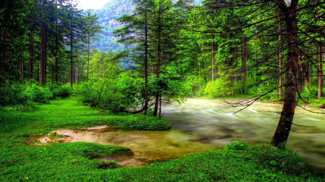 Lush green forest stream mountain free wallpaper - medium preview image