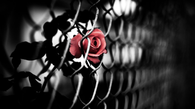 Rose fence leaves black border free wallpaper - medium preview image