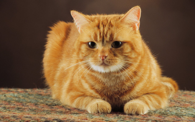 Cat white patch brown background free wallpaper - medium preview image