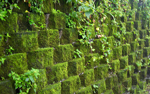 Mossy wall green plants outdoor free wallpaper - medium preview image