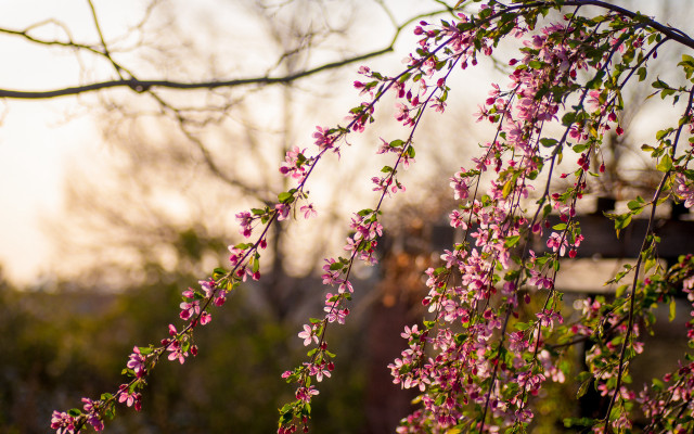 Pink flowers bridge tree shallow free wallpaper - medium preview image