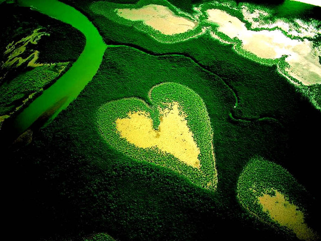 Green heart yellow ecological microscopic free wallpaper - medium preview image
