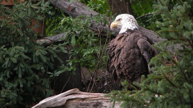Bald eagle forest branch ecological free wallpaper - medium preview image