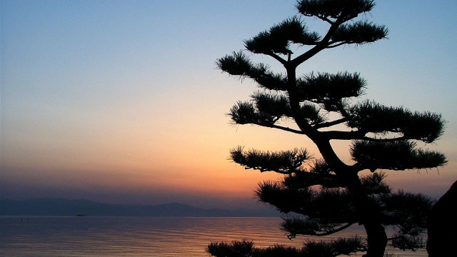 Pine tree sunset ocean boat free wallpaper - medium preview image