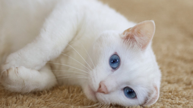 White cat blue eyes rococo #5 free wallpaper - medium preview image