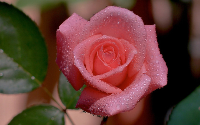 Pink rose water droplets gothic #3 free wallpaper - medium preview image