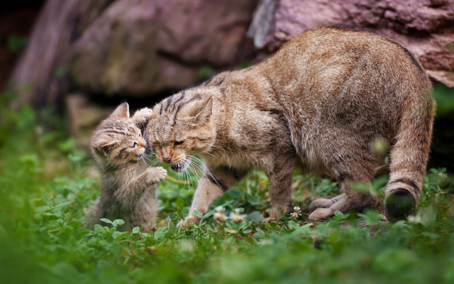 Cat kitten playing grass outside free wallpaper - medium preview image