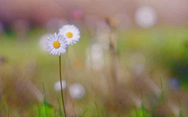 White flowers green field bokeh #2 free wallpaper - medium preview image