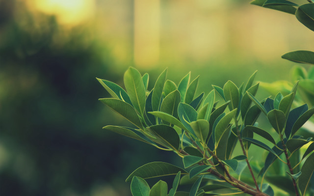 Bush leaves tiltshift shallowdepth blurry free wallpaper - medium preview image