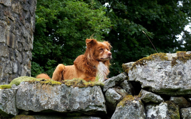 Dog rock wall trees grass free wallpaper - medium preview image