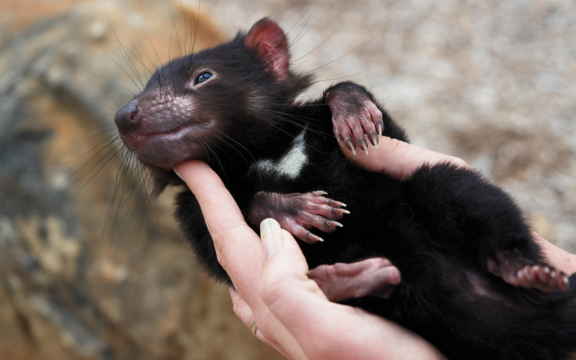 Small animal hand zoo rock free wallpaper - medium preview image