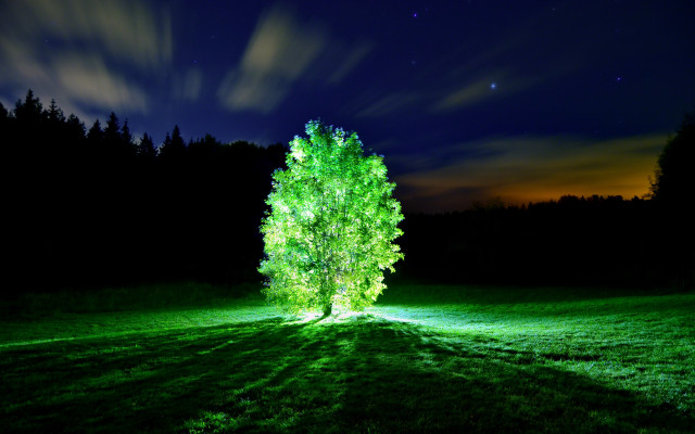 Lit tree green trunk clouds free wallpaper - medium preview image