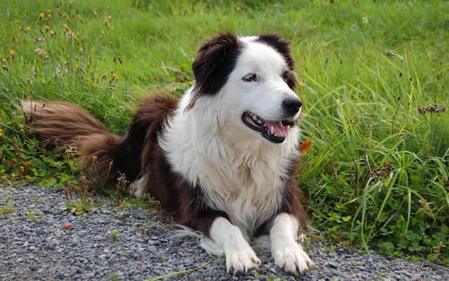 Dog field flower grass road free wallpaper - medium preview image