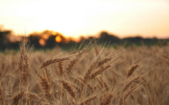 Wheat field sunset trees precisionism free wallpaper - medium preview image