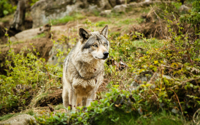 Sad wolf field bushes nature free wallpaper - medium preview image