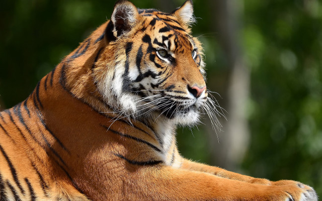 Tiger lying closed eyes blurry #2 free wallpaper - medium preview image