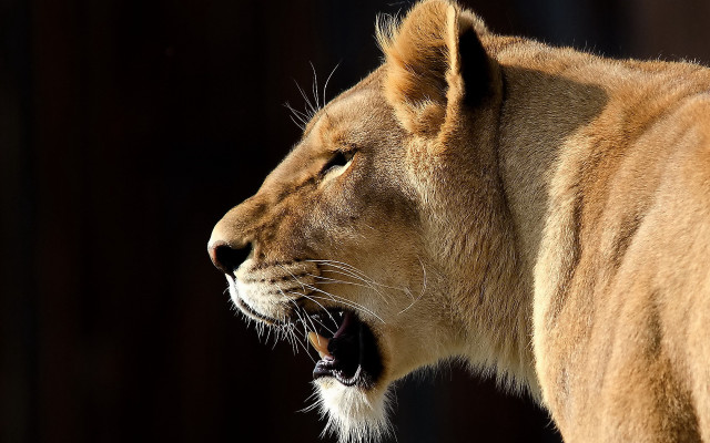 Lion roaring open mouth wildlife free wallpaper - medium preview image