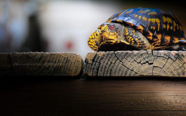 Turtle wooden log table wall free wallpaper - medium preview image