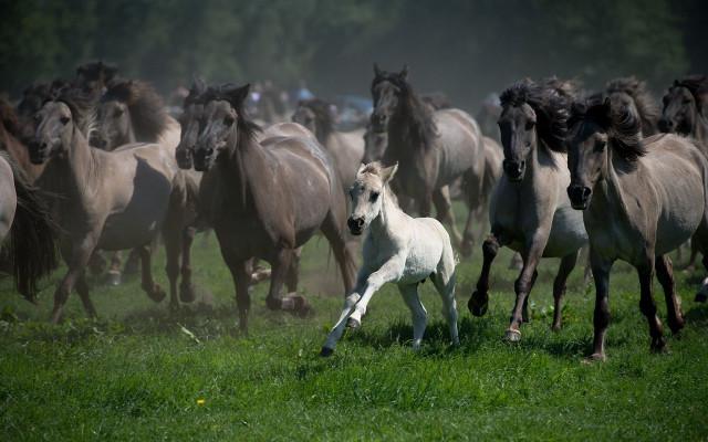 White horse running herd grass free wallpaper - medium preview image