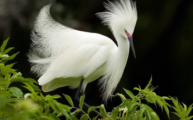 White bird long tail branch #2 free wallpaper - medium preview image