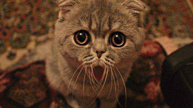 Cat surprised blurry macro remote free wallpaper - medium preview image