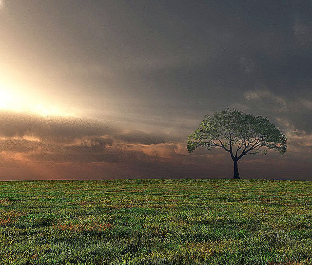 Lone tree field cloudy sky #26 free wallpaper - medium preview image