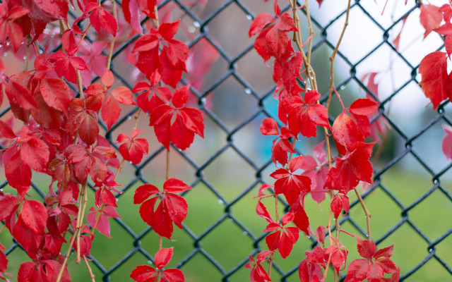 Red leaves fence green field free wallpaper - medium preview image