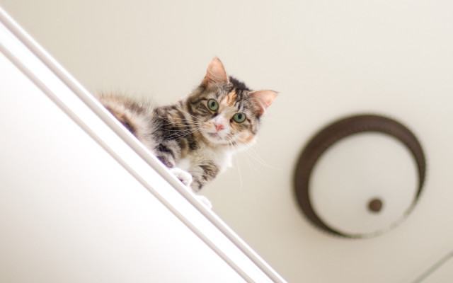 Black cat mirror bathroom arabesque free wallpaper - medium preview image