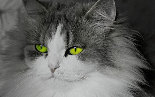 Serious white cat green eyes free wallpaper - medium preview image