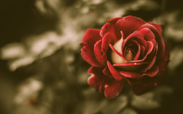 Red rose bokeh flower macro free wallpaper - medium preview image