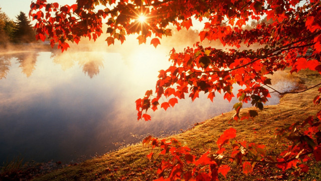Lake tree sun fog autumn free wallpaper - medium preview image