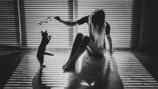 Woman cat blinds shadow art free wallpaper - medium preview image