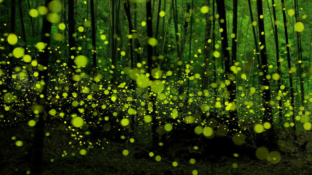 Fireflies christmas magic forest nature free wallpaper - medium preview image