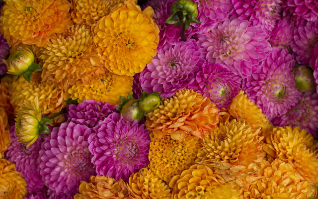 Flowers bunch autumn vibrant painting free wallpaper - medium preview image