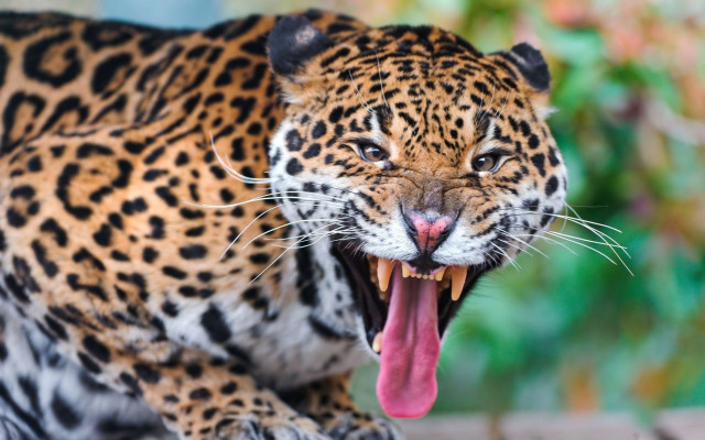 Leopard open mouthed tongue blurry free wallpaper - medium preview image