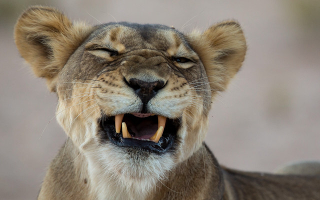 Lion open mouth puzzle photorealistic free wallpaper - medium preview image
