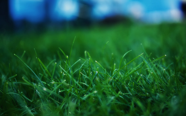 Green bamboo grass blurry sky free wallpaper - medium preview image