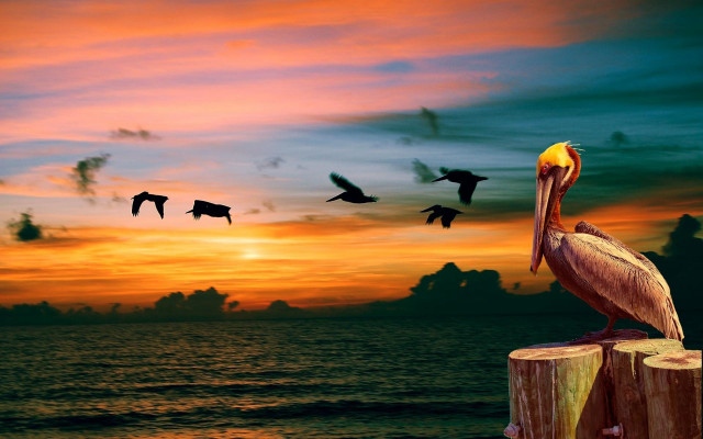 Bird on post sunset over free wallpaper - medium preview image